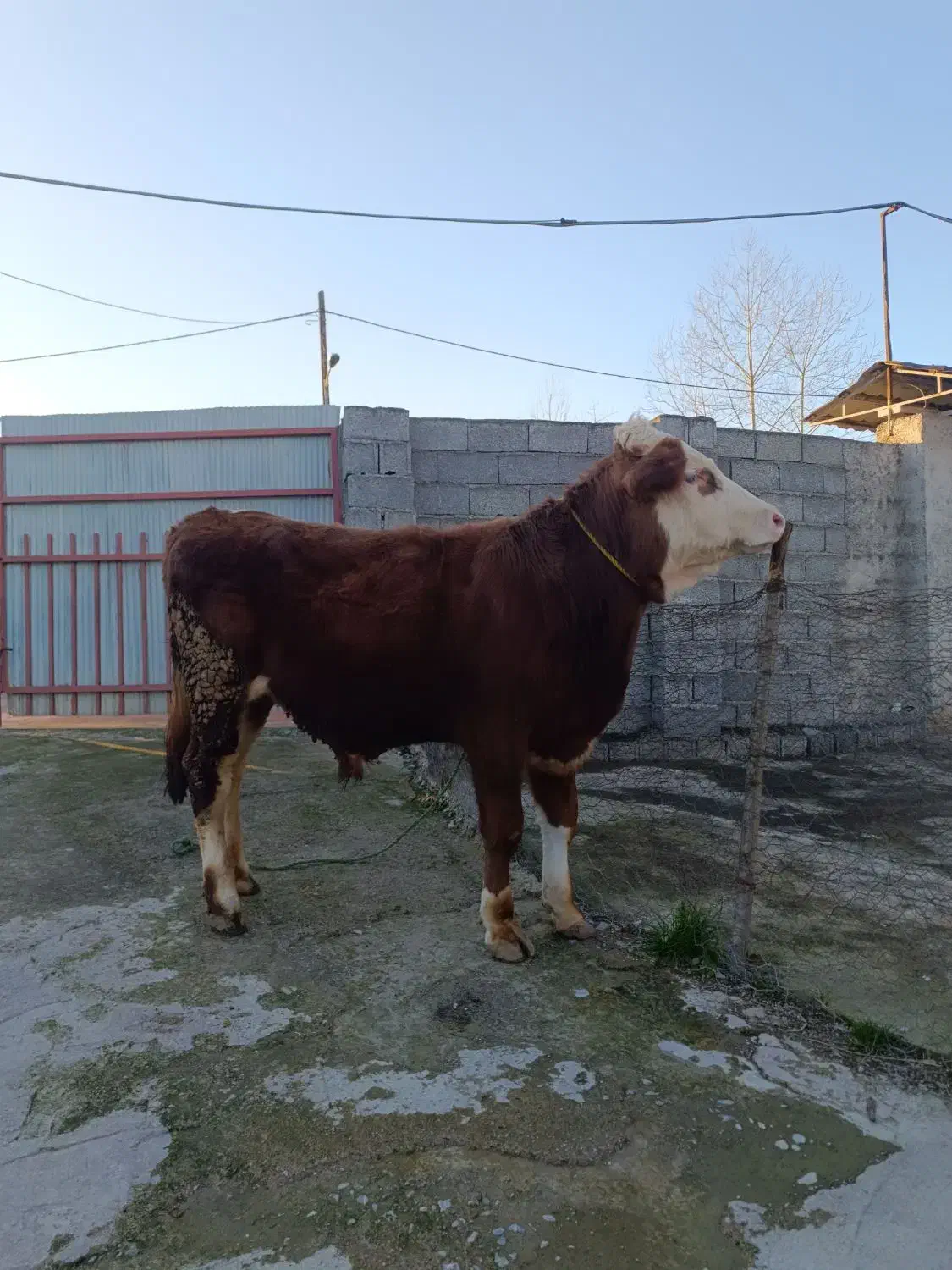 سیمینتال|حیوانات مزرعه|رشت, نامجو|دیوار