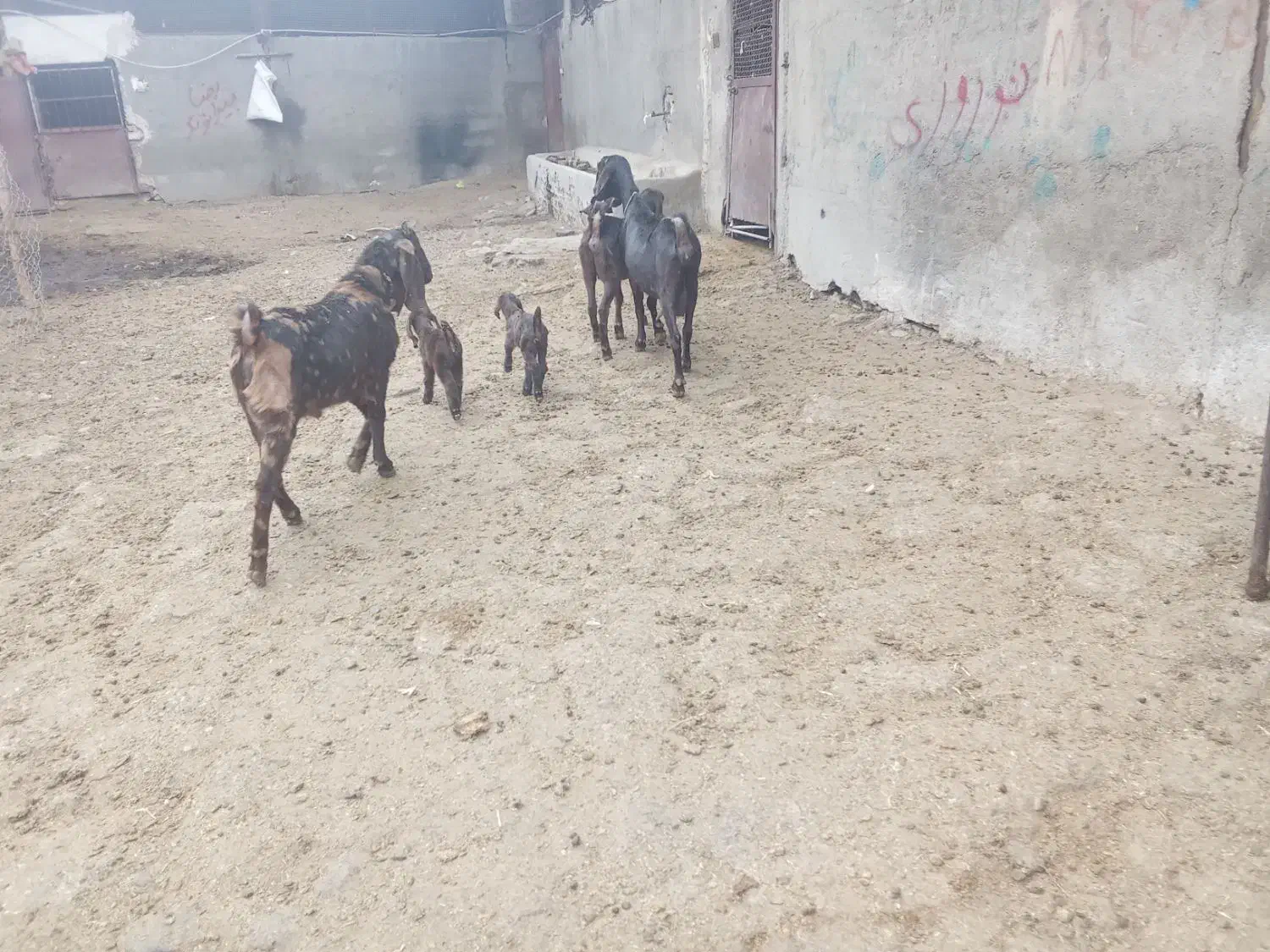 چپش|حیوانات مزرعه|بروجرد, |دیوار