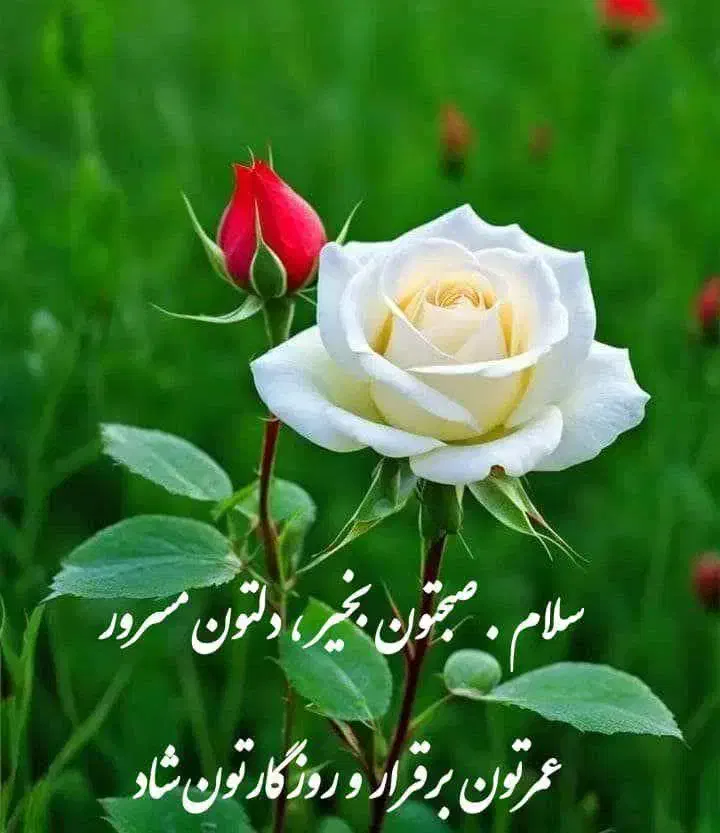 خدمات باغ و باغبانی|خدمات باغبانی و درختکاری|محمدشهر, همایون ویلا|دیوار