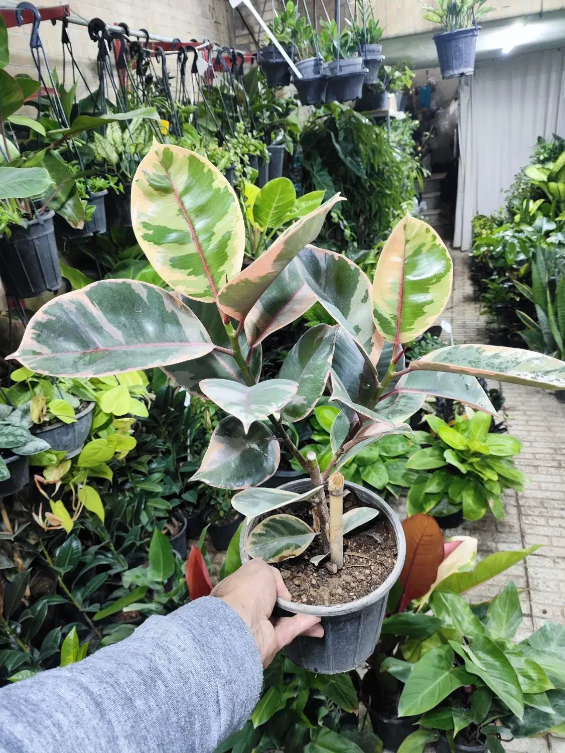 فیکوس کوچک فقط ۶۵|گل و گیاه طبیعی|اصفهان, شاه پسند|دیوار