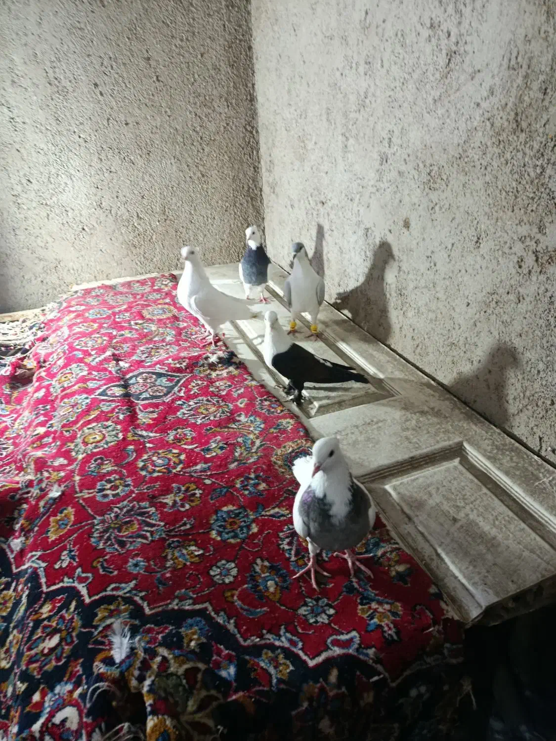 فروشی|پرنده|تاکستان, |دیوار