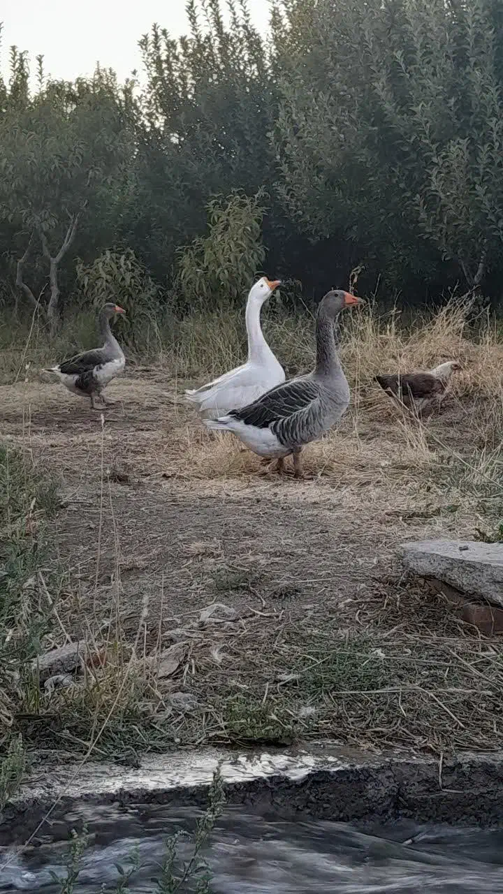 یک عدد قو غاز و دو عدد غاز ماده کاملا طبیعی|حیوانات مزرعه|مشگین شهر, |دیوار