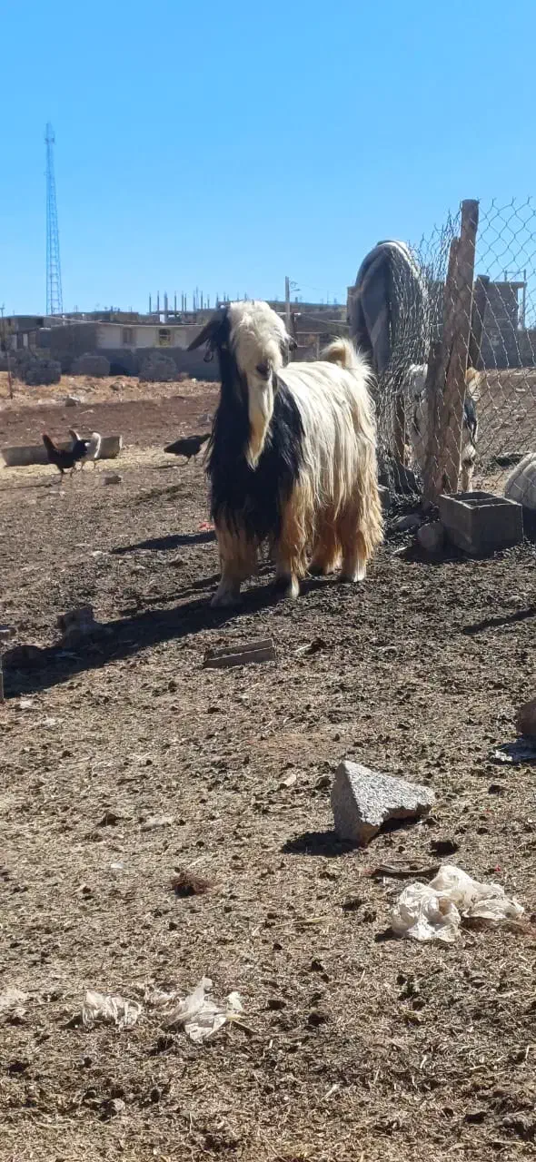 تیشتر تخمی|حیوانات مزرعه|کوهرنگ, |دیوار