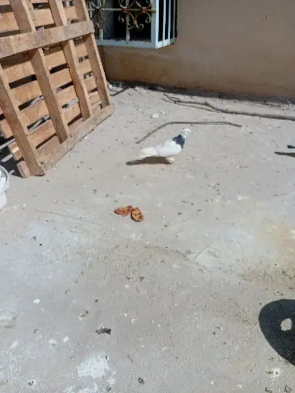 کبوتر طوقی|پرنده|جم, |دیوار