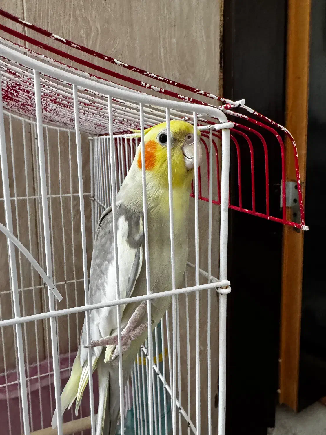 عروس هلندی|پرنده|ارم, |دیوار