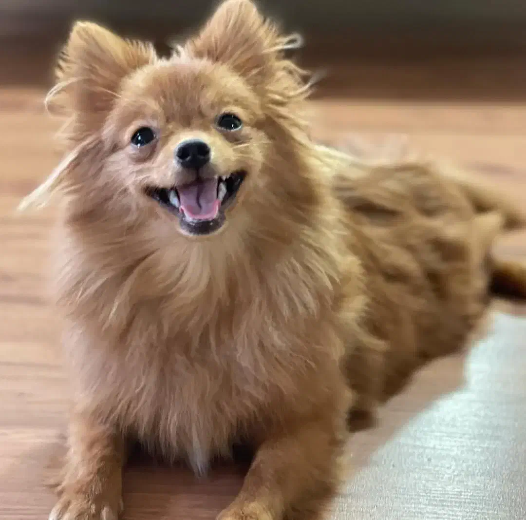 واگذاری پامرانین روباهی رایگان|سگ|کرمان, |دیوار