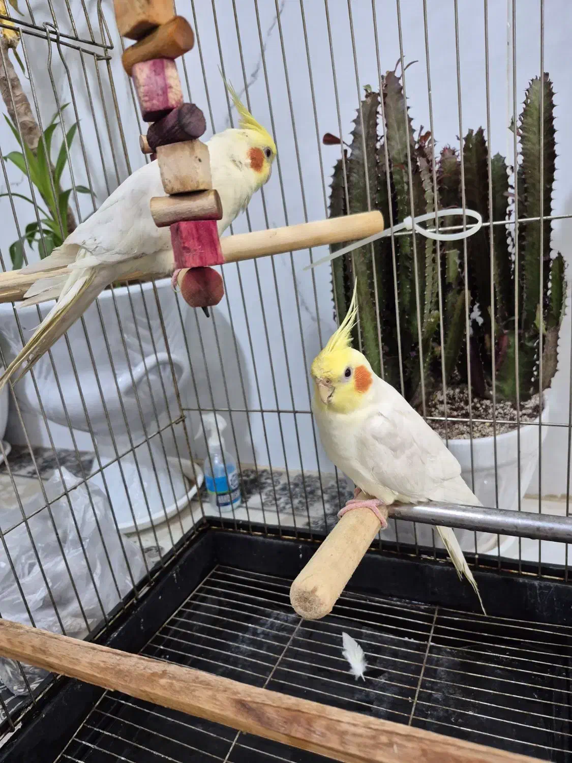 عروس هلندی|پرنده|قم, نوبهار|دیوار