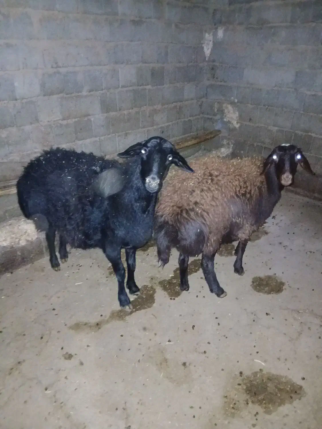 شیشک ماده و بره ماده چاق|حیوانات مزرعه|سقز, |دیوار