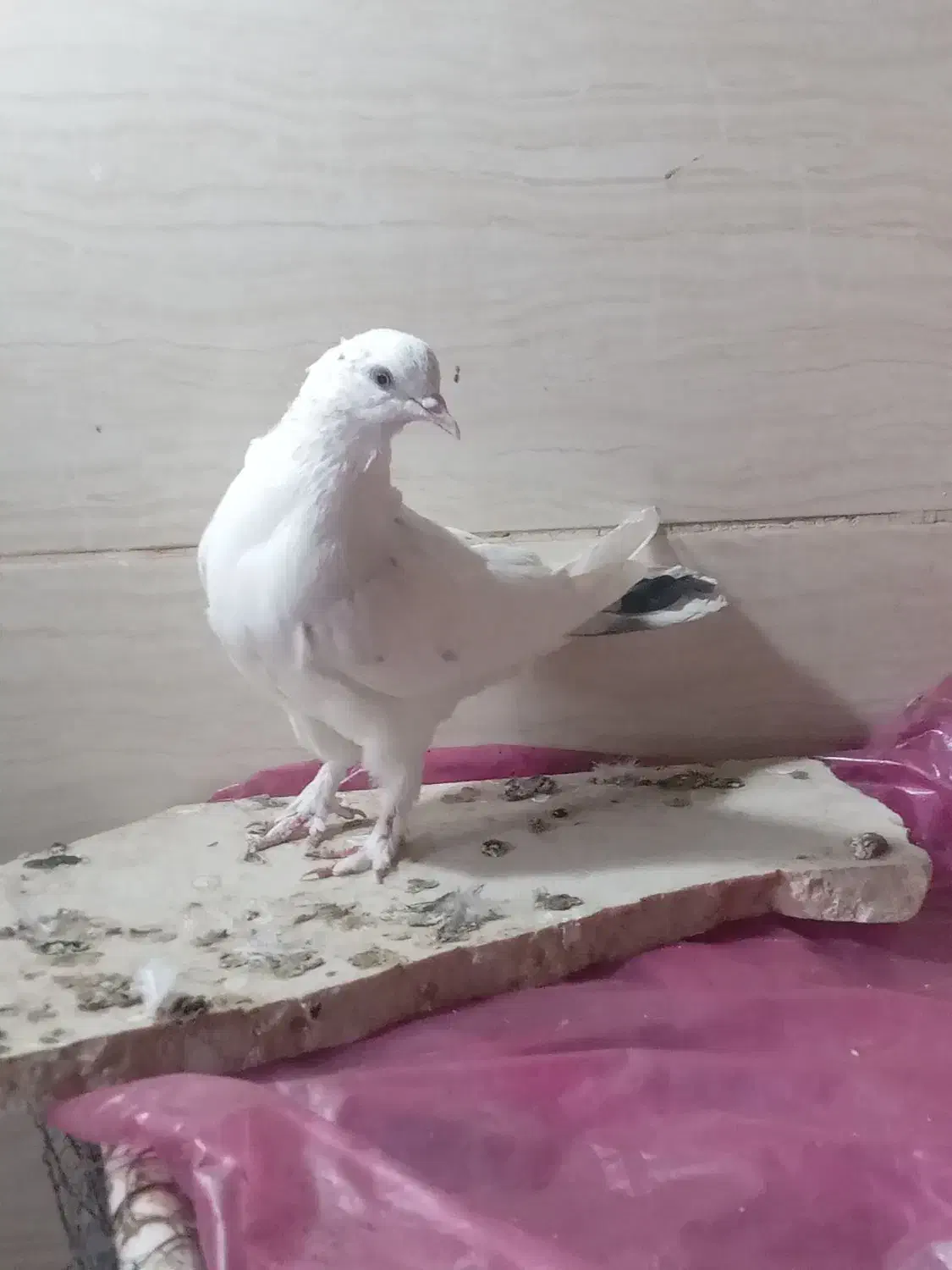 کبوتر نشون دار|پرنده|قم, پردیسان|دیوار