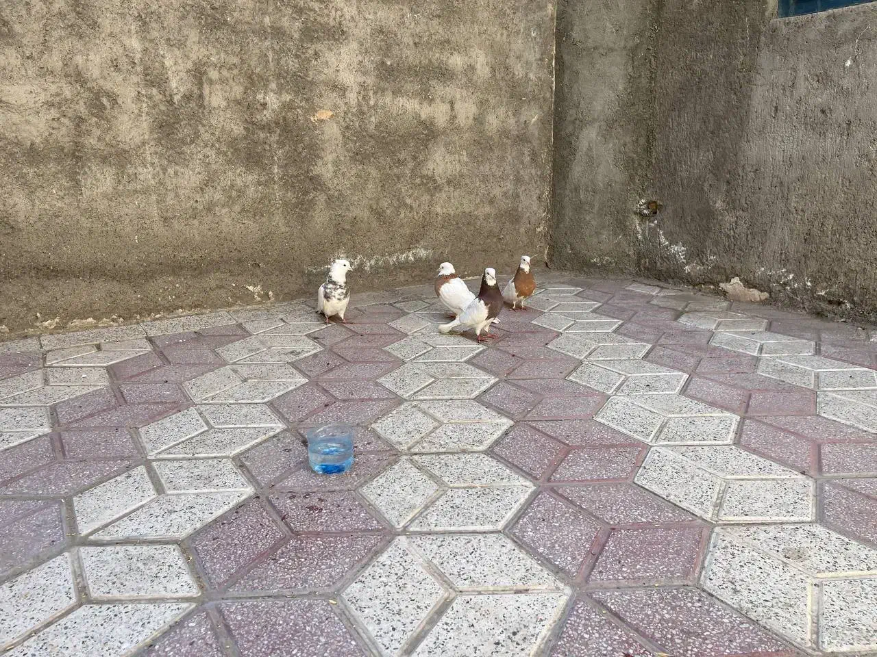 کفترطوقی|پرنده|مشهد, تلگرد|دیوار