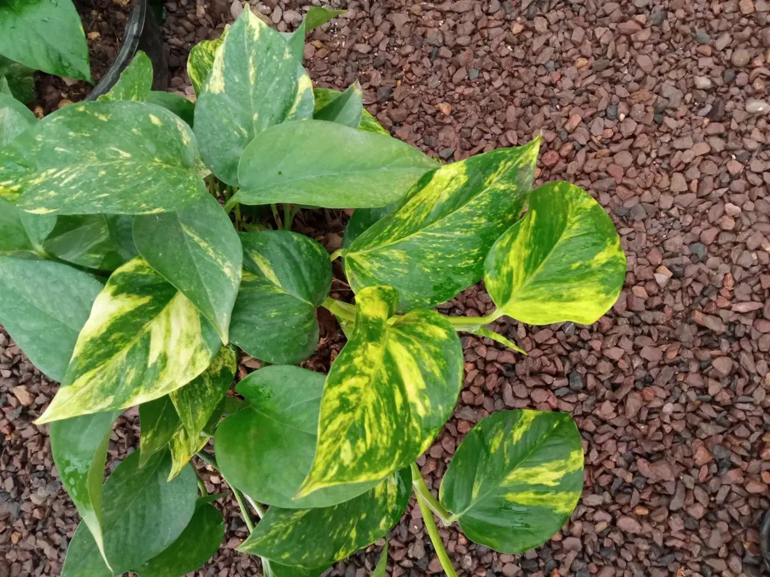 پتوس عمده|گل و گیاه طبیعی|محلات, |دیوار