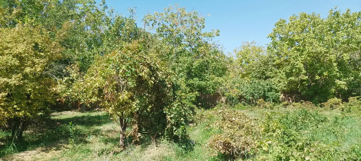 فروش باغ در لوکیشن عالی|فروش خانه و ویلا|دهاقان, |دیوار