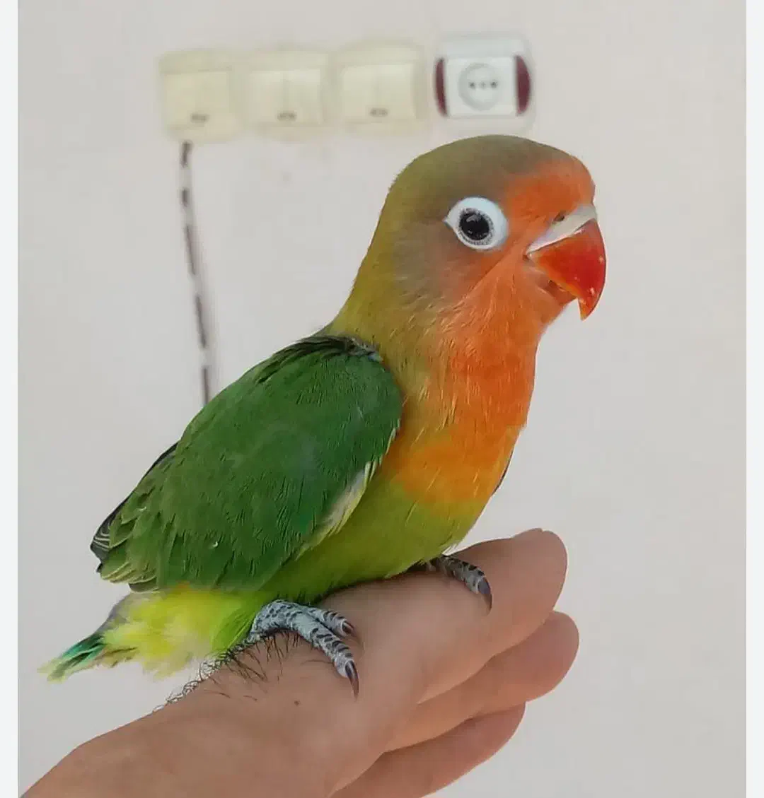 پرنده کوتوله طوطی|پرنده|آشتیان, |دیوار