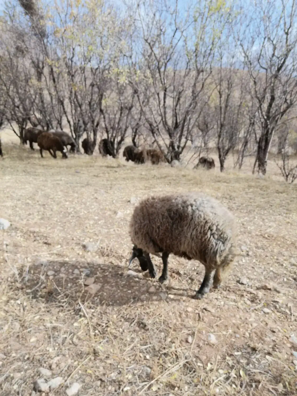 بره قوچ سبز اینده دار|حیوانات مزرعه|نجفآباد, یزدانشهر|دیوار