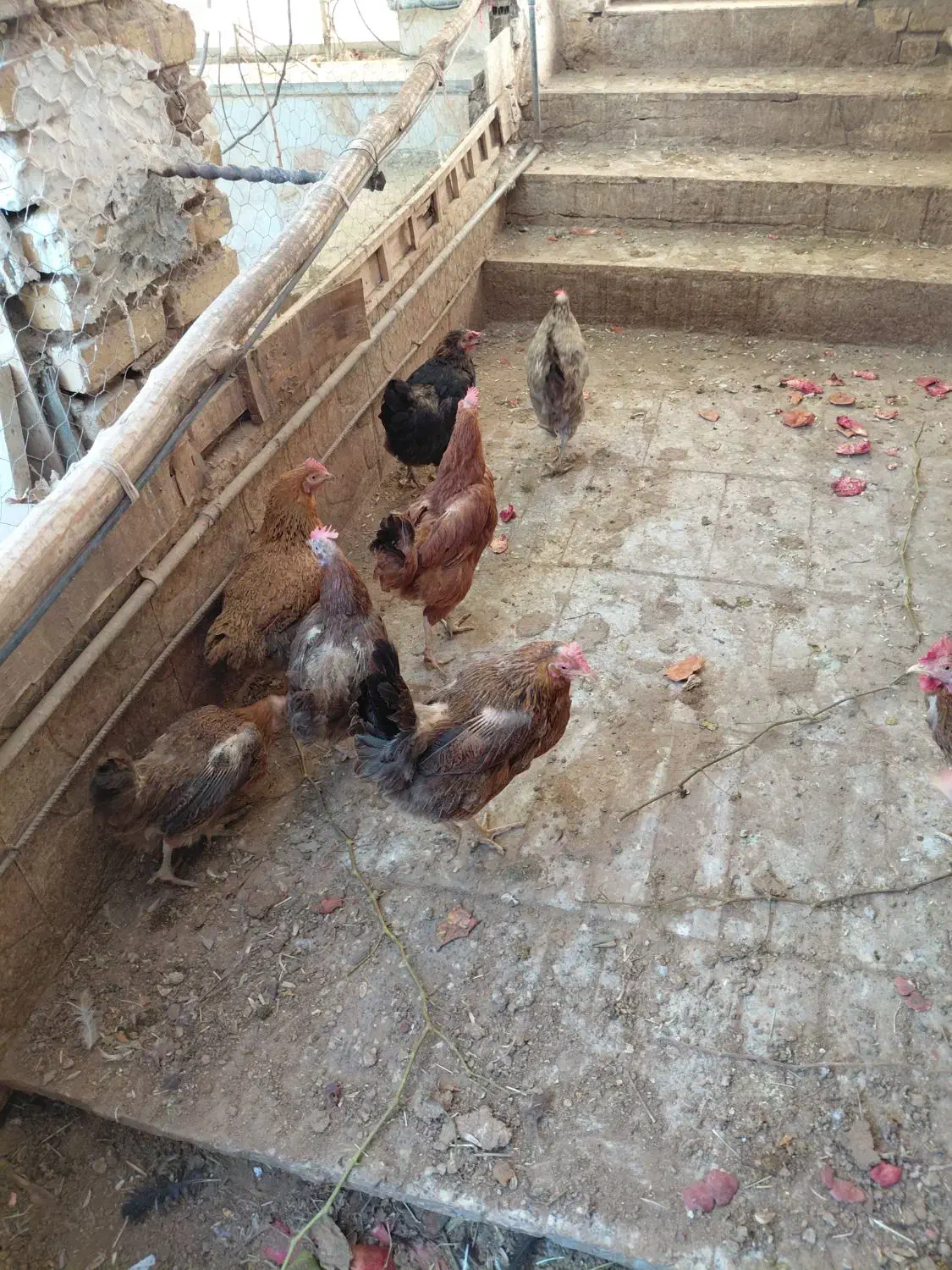 مرغ|پرنده|اردکان, |دیوار