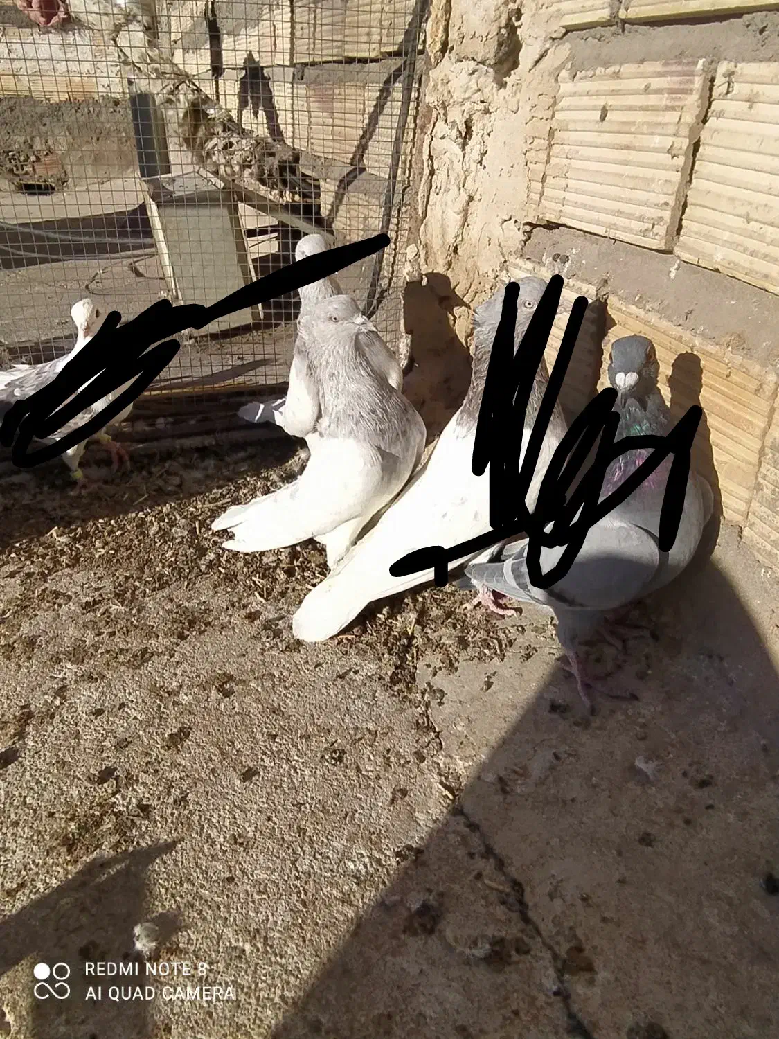 کله الماسی نر عروسک معامله با پشتدار ماده|پرنده|بم, |دیوار