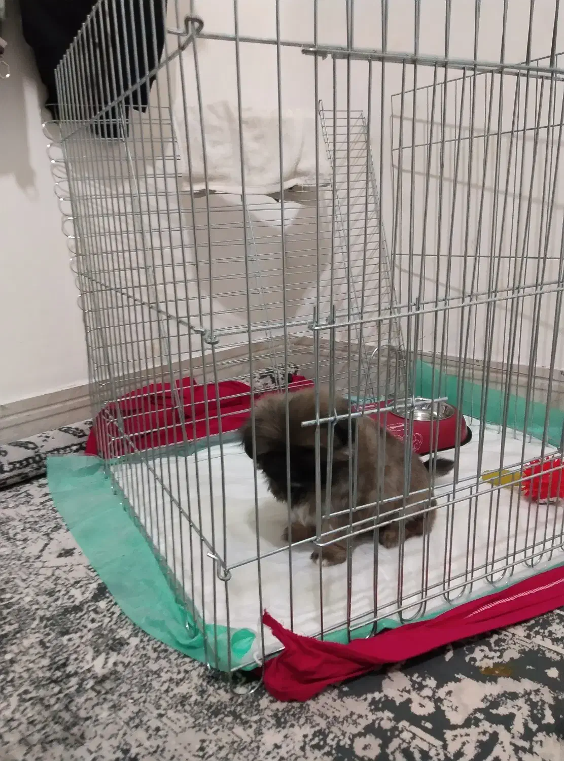 سگ پامر خرسی|سگ|شیراز, شهرک قمشه|دیوار