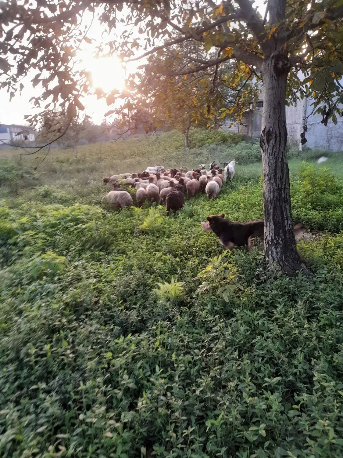 گوسفند داشتی|حیوانات مزرعه|چمستان, |دیوار