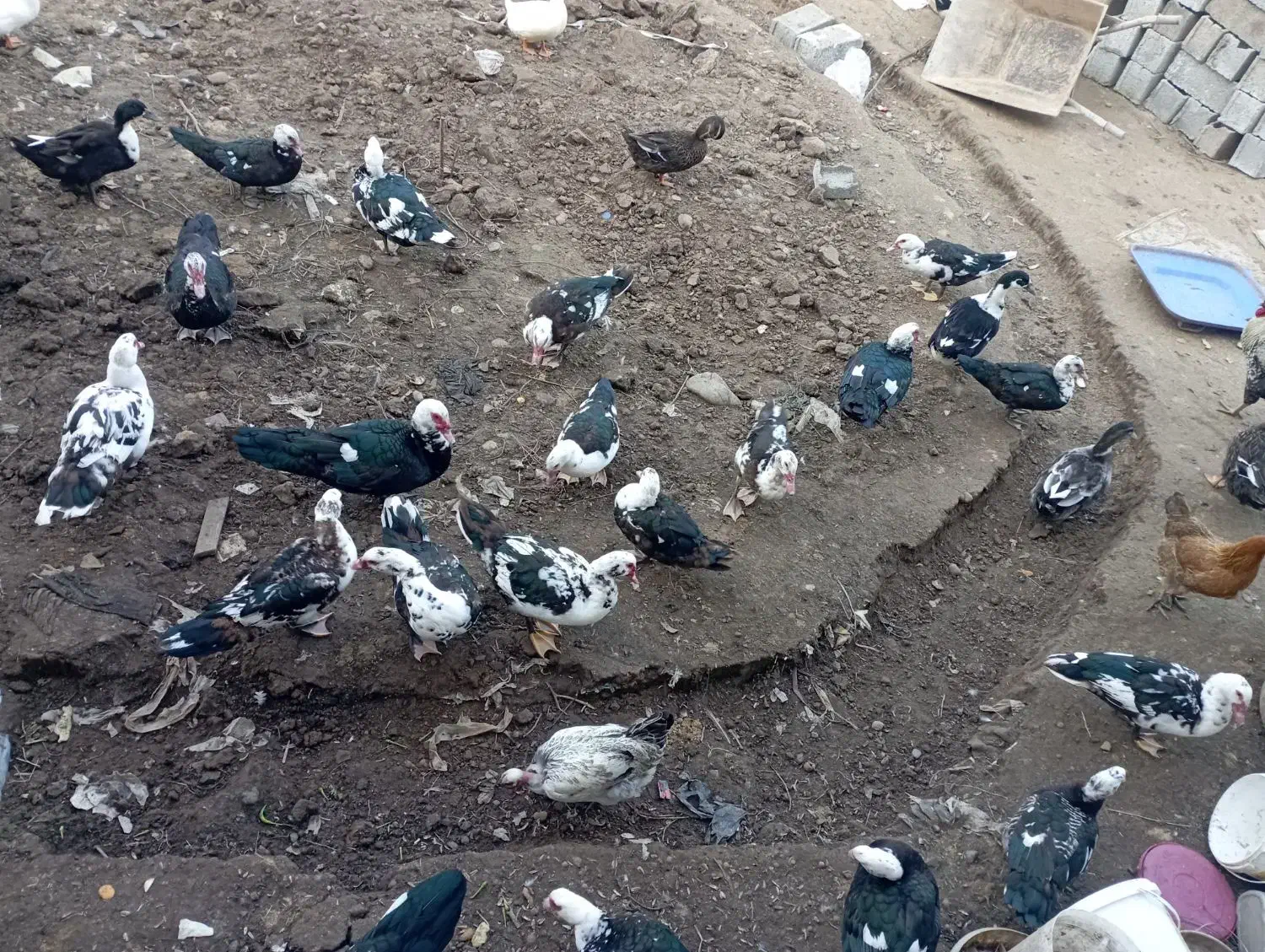 اردک اسرائیلی|حیوانات مزرعه|کومله, |دیوار