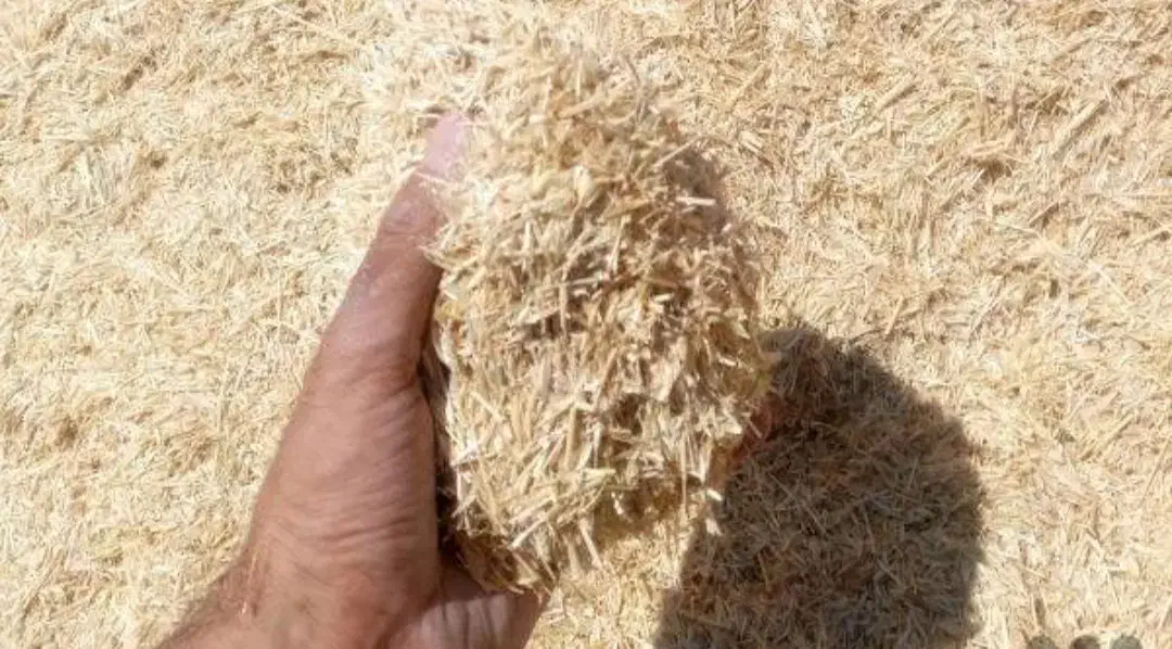 کاه کمپاین|لوازم جانبی حیوانات|قره ضیاالدین, |دیوار