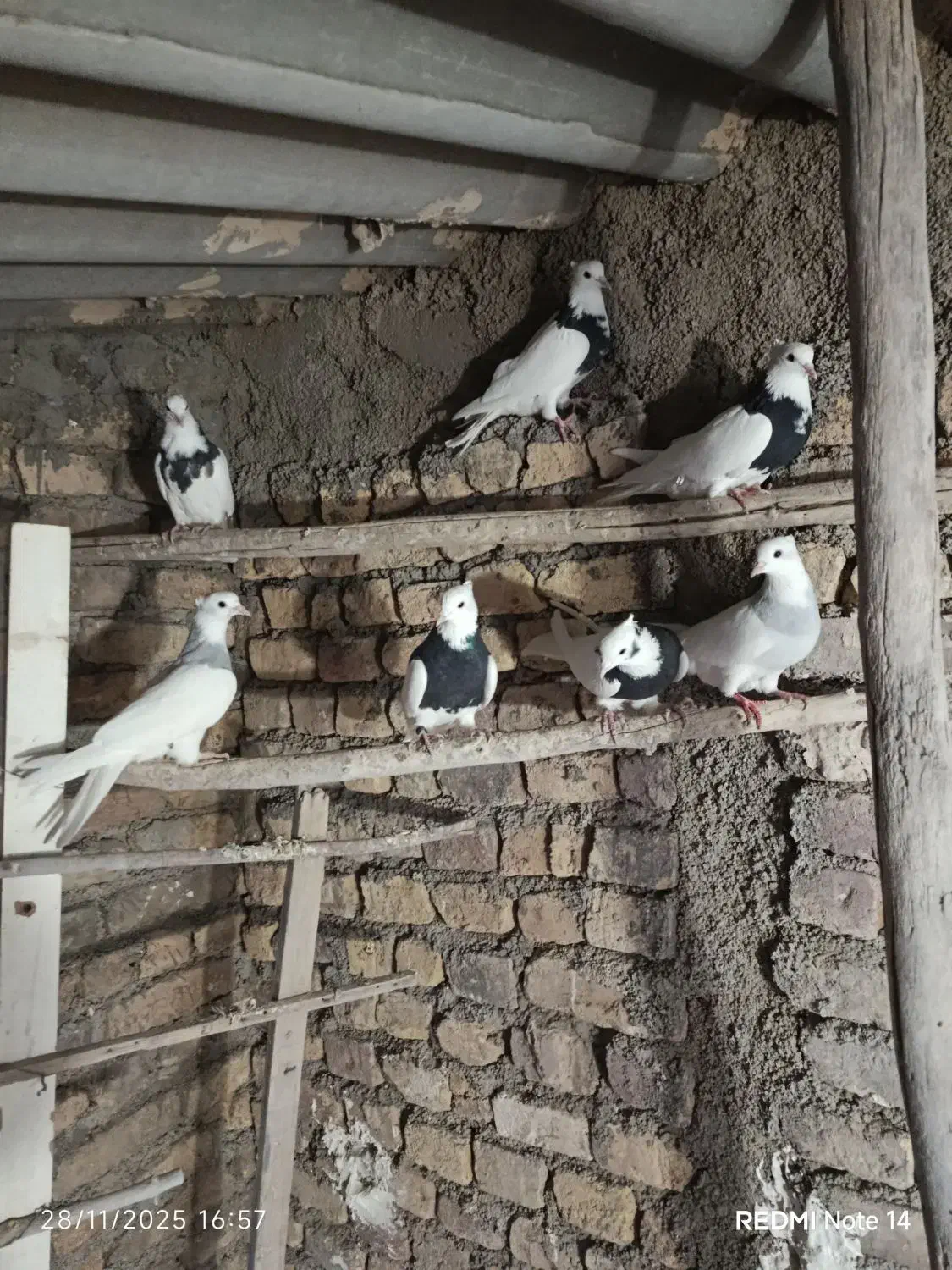 کفتر طوقی ابی و سیاه|پرنده|پیشوا, |دیوار