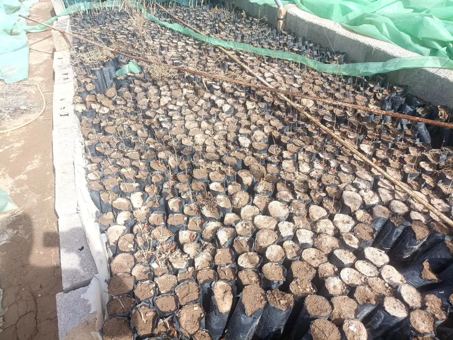 نهال پسته|گل و گیاه طبیعی|زرندیه, |دیوار