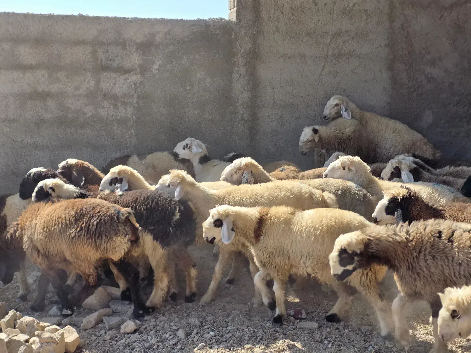 فروش  بره|حیوانات مزرعه|کوار, |دیوار