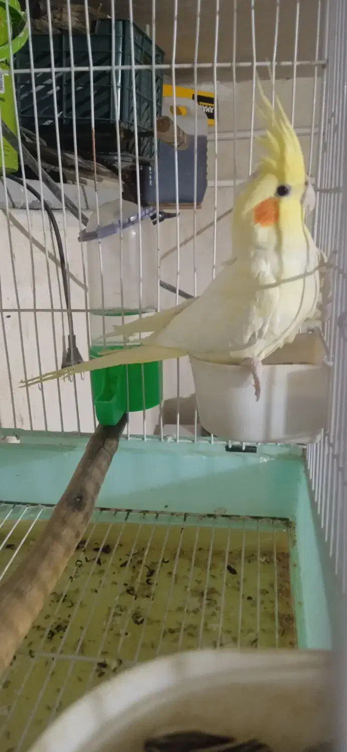 عروس ماده لوتینو|پرنده|شهرضا, |دیوار