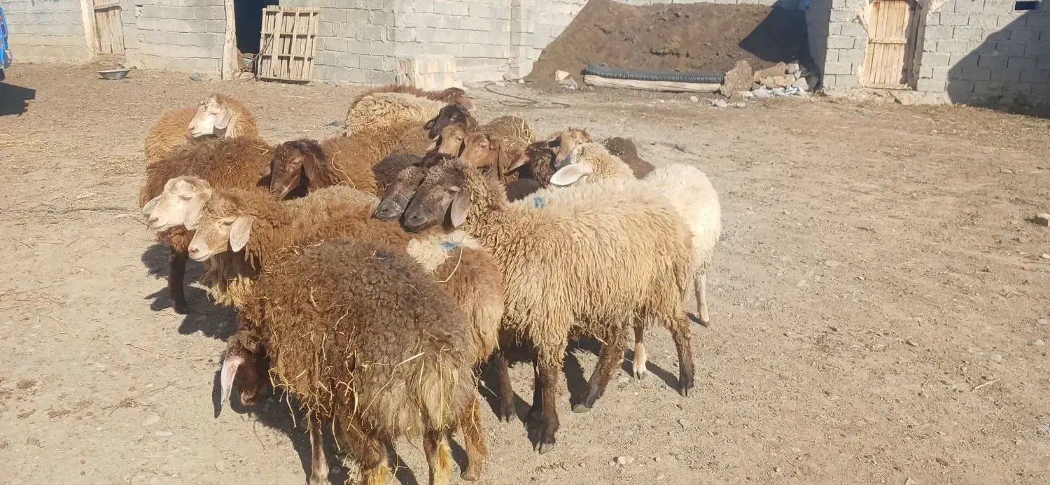 بره فروشی اوتتاخ|حیوانات مزرعه|اصلاندوز, |دیوار