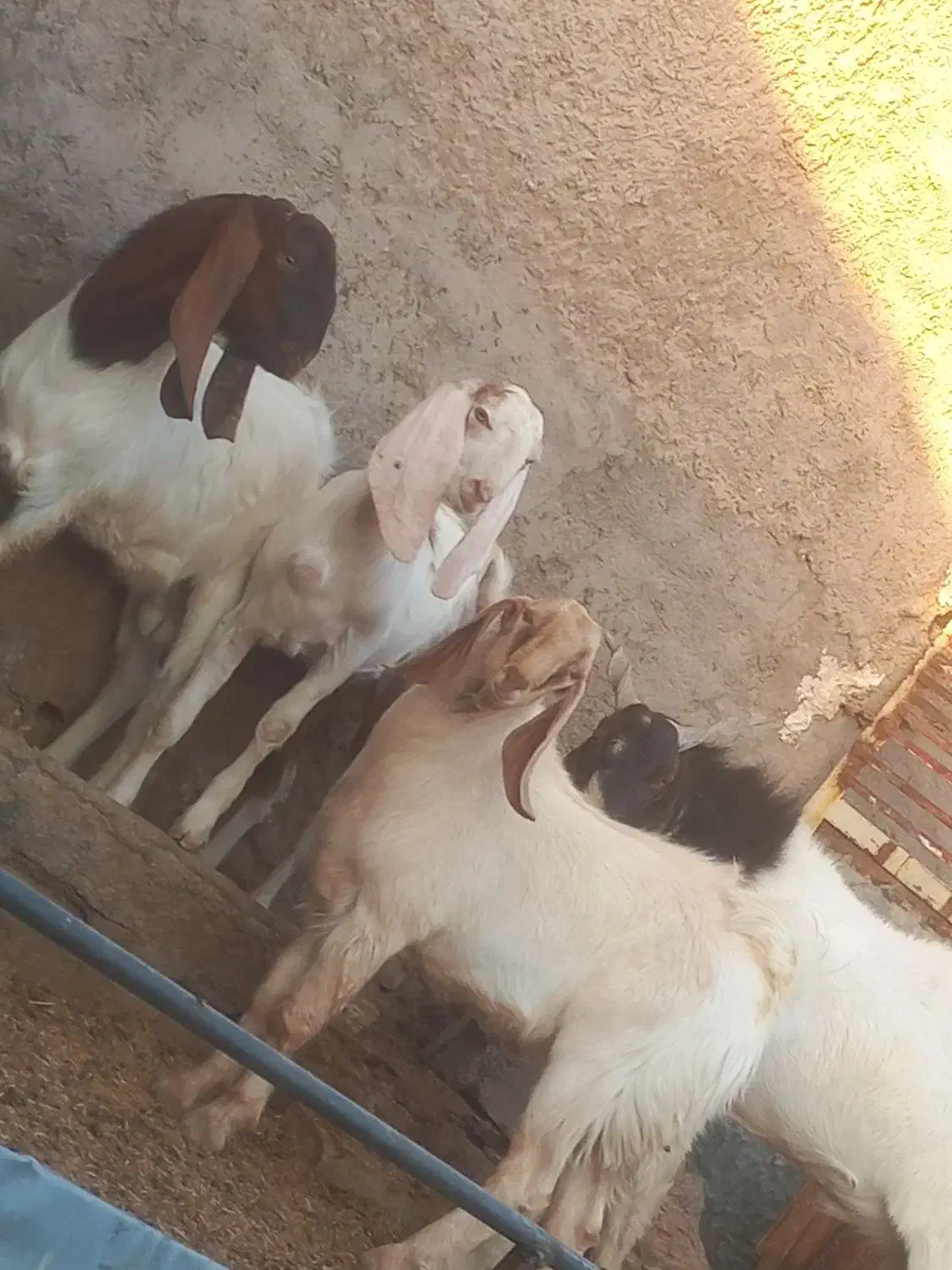 آراس نر بز پاکستانی اصل با ۳راس بزغاله نر پاکستانی|حیوانات مزرعه|گرمسار, |دیوار