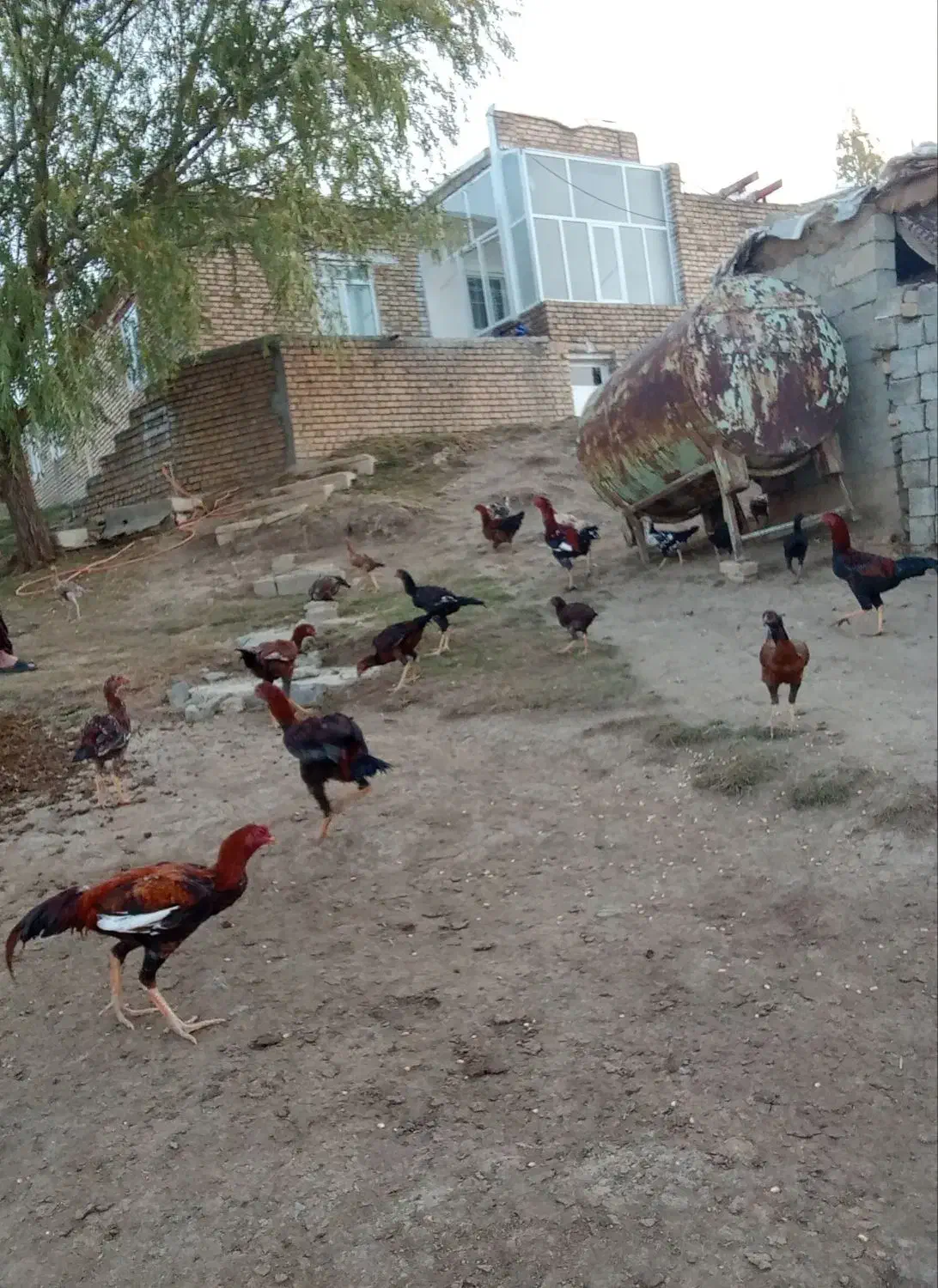 مرغ و خروس لاری|حیوانات مزرعه|اشنویه, |دیوار