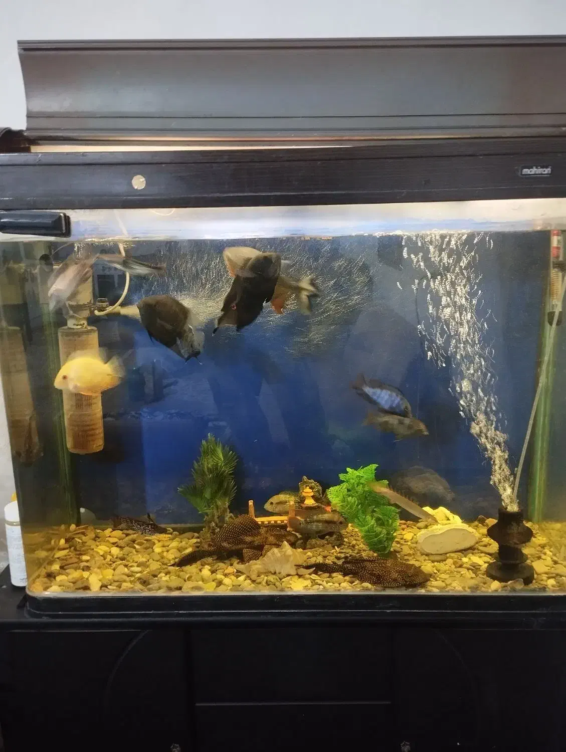 اکواریوم وارداتی به همراه ۱۶ عدد ماهی خیلی بزرگ|ماهی|قرچک, باقرآباد|دیوار