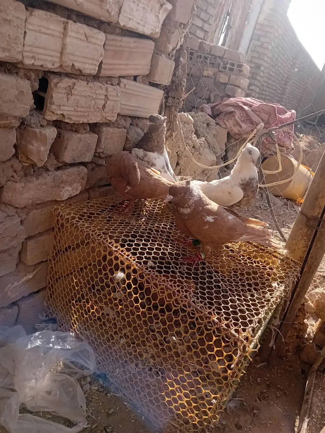 ۳۰ عدد رنگی قیمت مناسب|پرنده|بشاریات, |دیوار