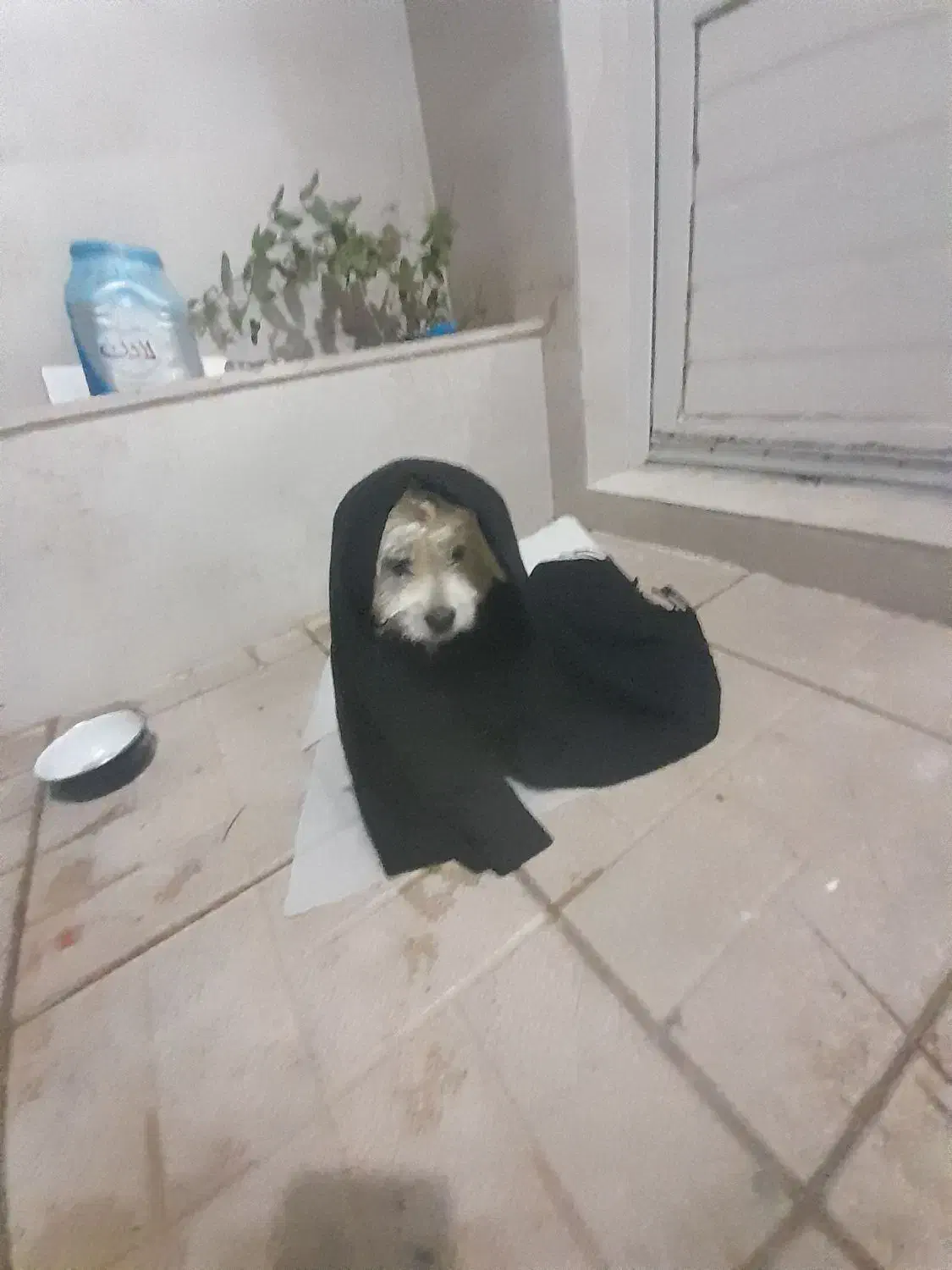 سگ تریر|سگ|زنجان, |دیوار