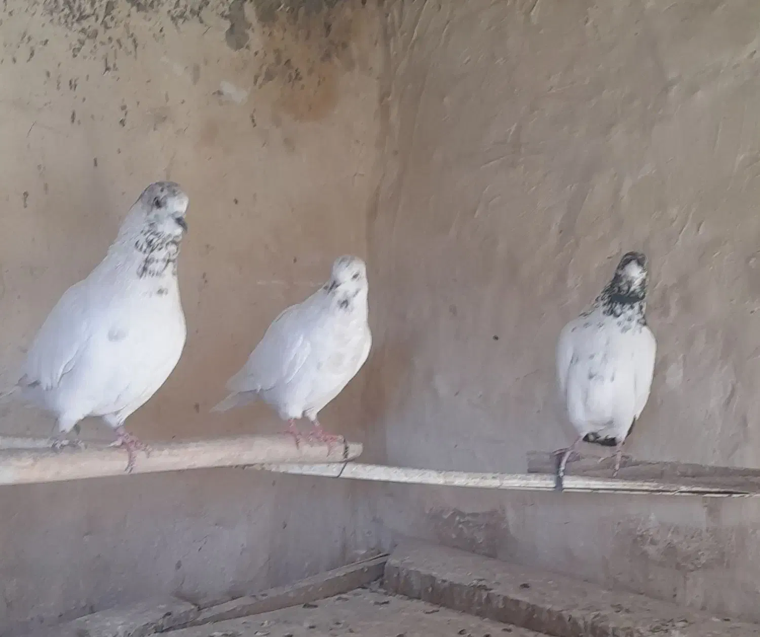 کبوتر پرشی آس|پرنده|محمدشهر, محمدشهر|دیوار