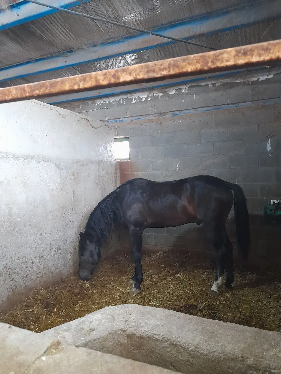 اسب نر پرخون|اسب و تجهیزات اسب‌سواری|اردبیل, |دیوار