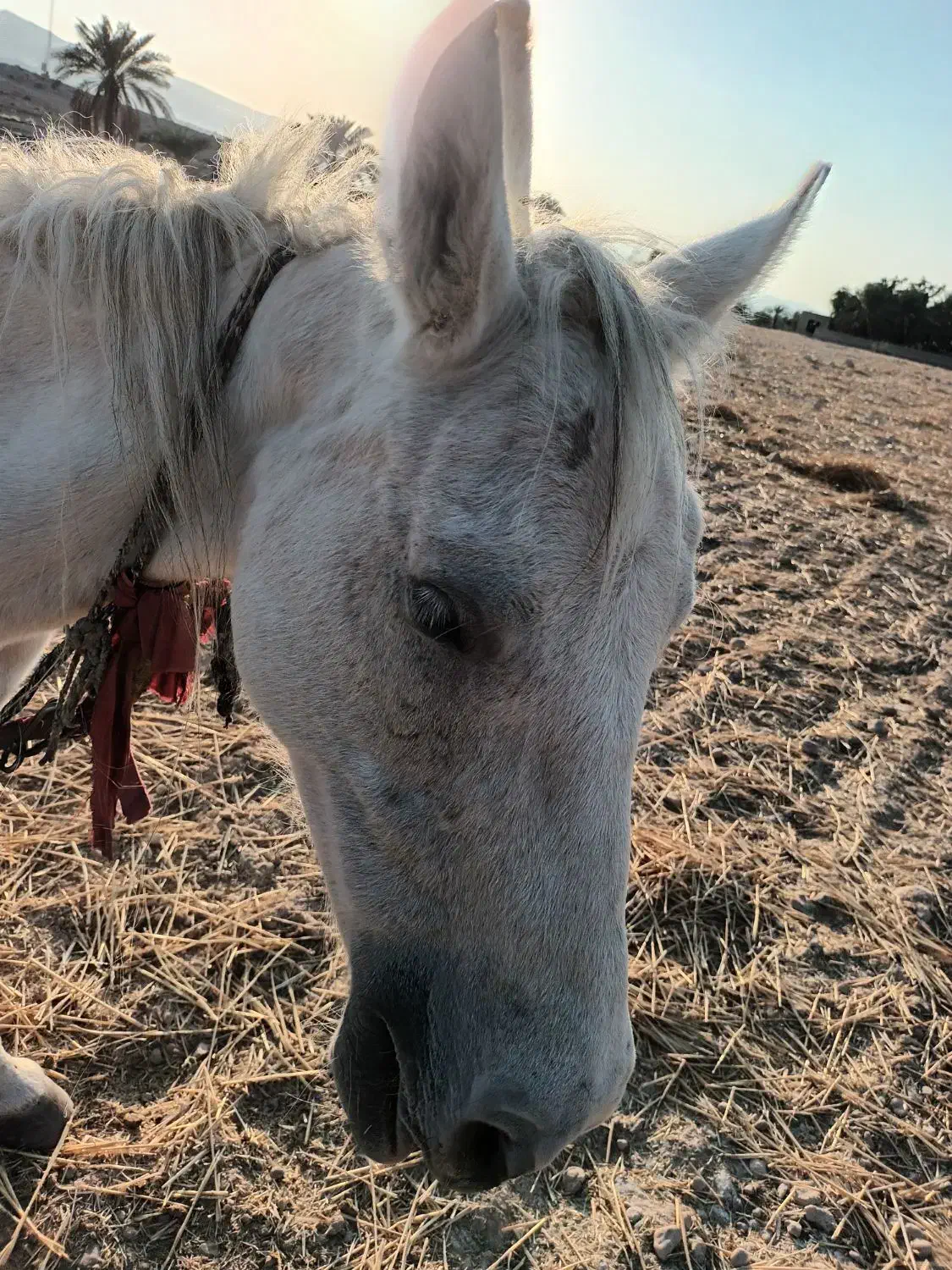 اسب|اسب و تجهیزات اسبسواری|خنج, |دیوار