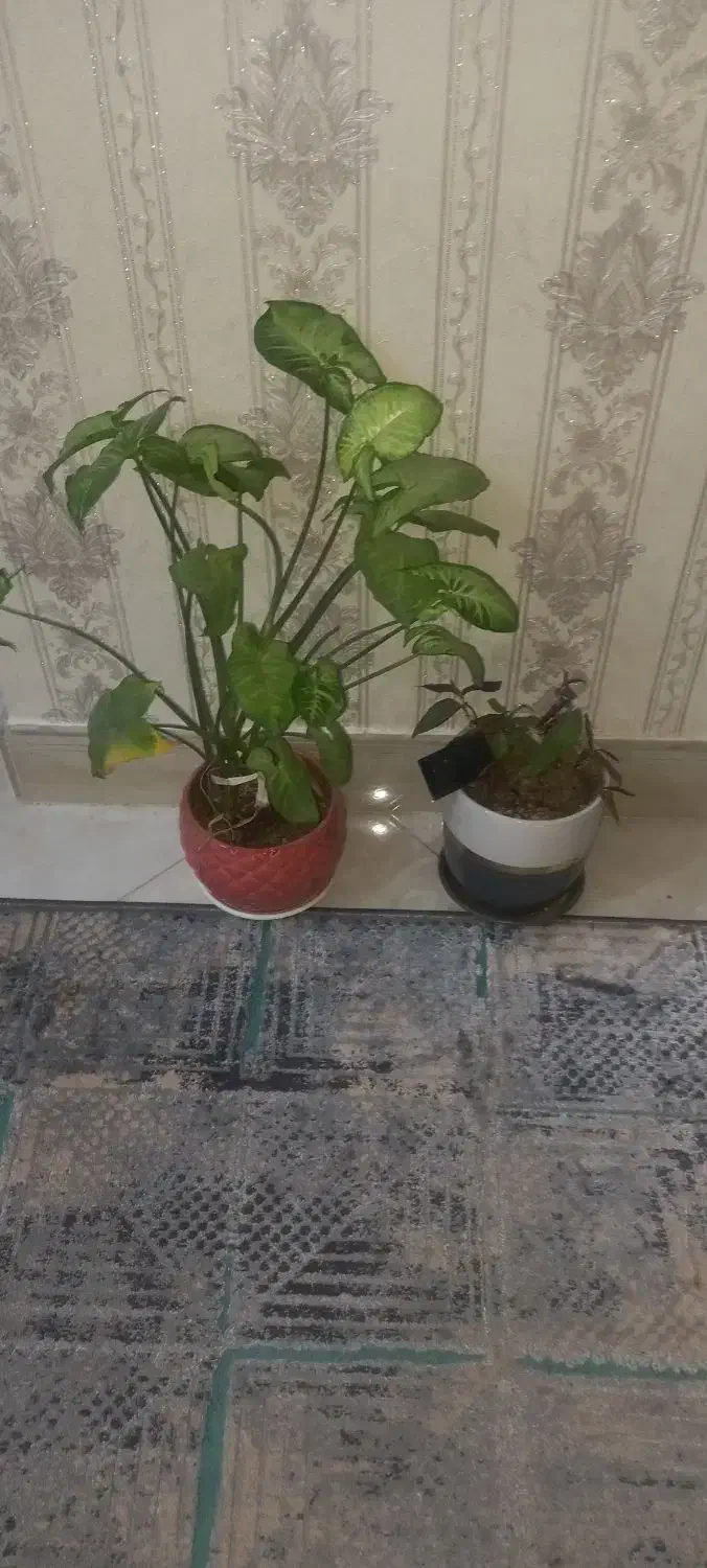 دوتا گلدان سرامیکی|گل و گیاه طبیعی|تهران, یافت آباد شمالی|دیوار