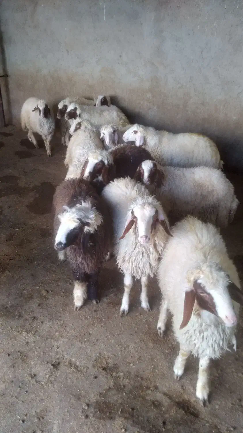 قیمت جفتی ۲۶ تومان|حیوانات مزرعه|اسلامآباد غرب, |دیوار