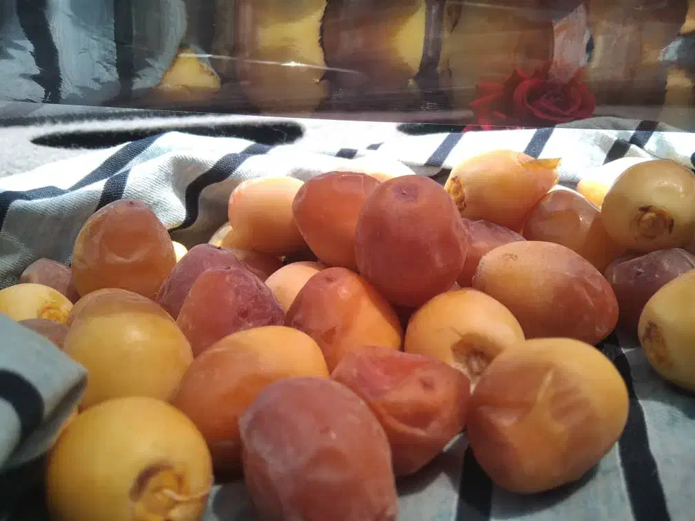 پاجوش نخل / نهال نخل|گل و گیاه طبیعی|رودان, |دیوار