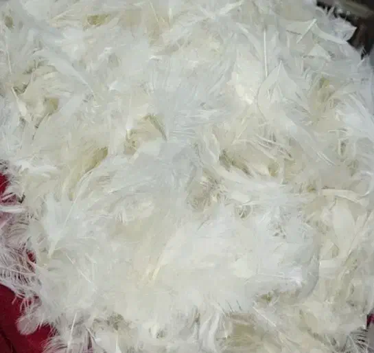 چهار گونی پَر مرغ شسته آماده|رختخواب، بالش، پتو|ایذه, |دیوار