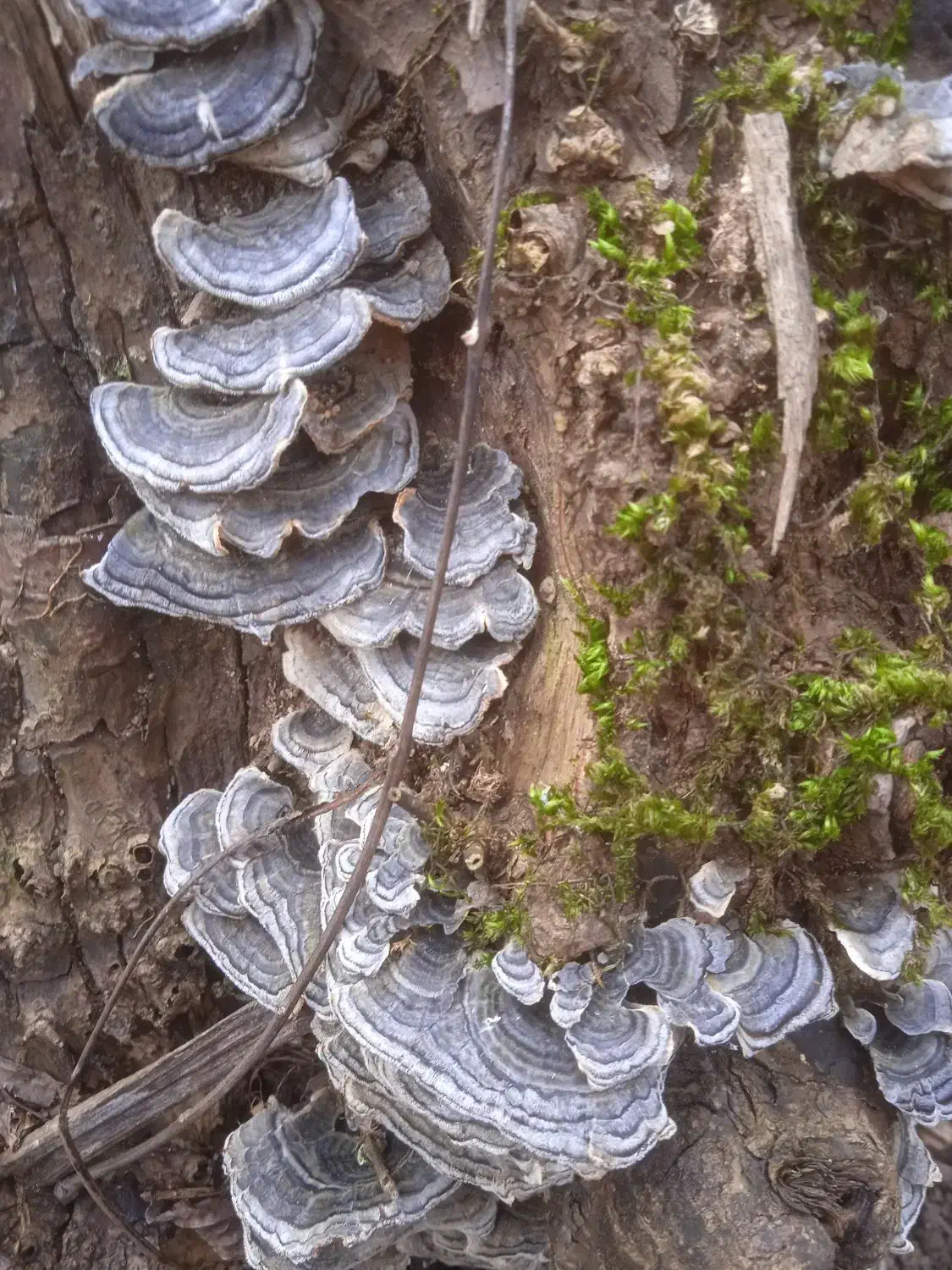قارچ ترکی تیل بوقلمون|خوردنی و آشامیدنی|تهران, ظفر|دیوار