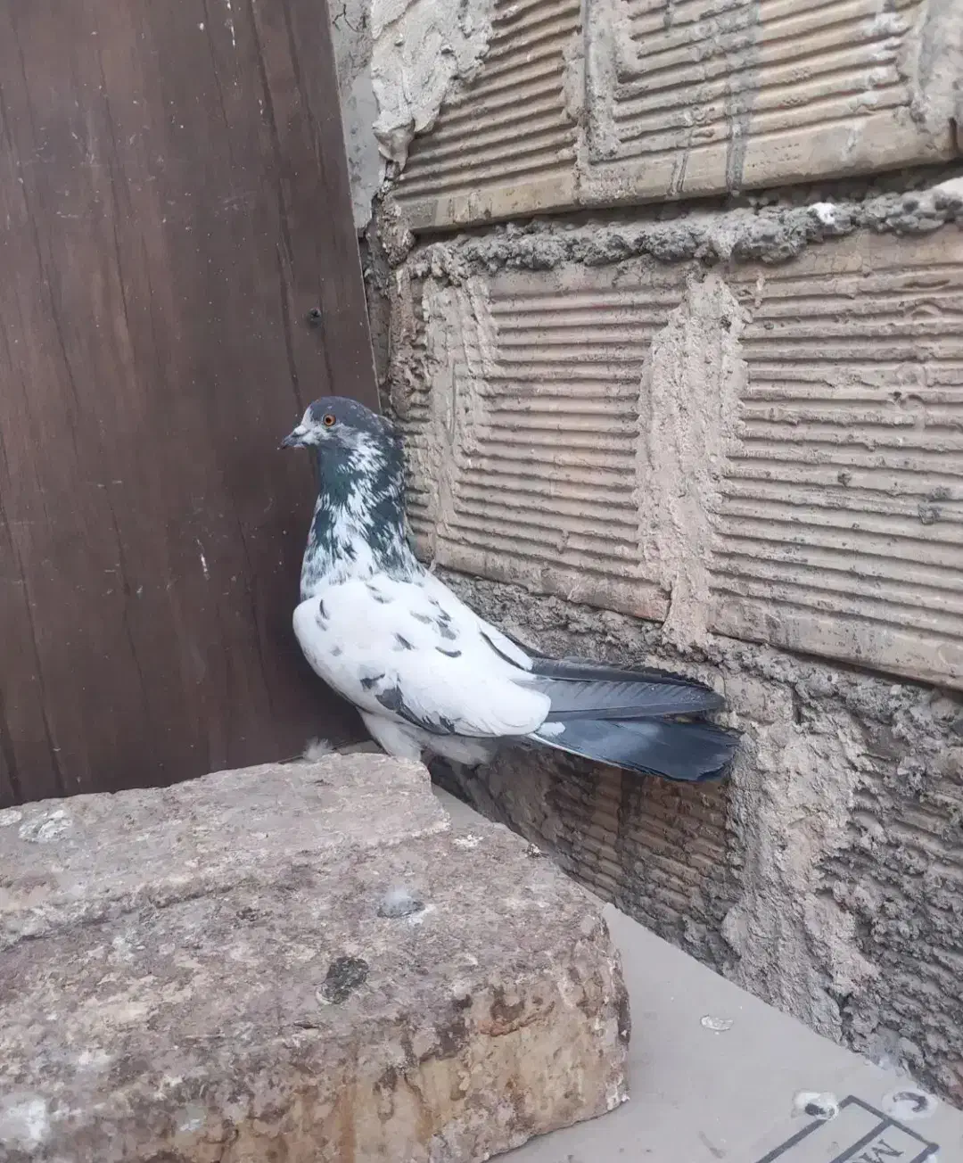 کبوتر پرشی خوش خال بازی کن|پرنده|اصفهان, حصه جنوبی|دیوار