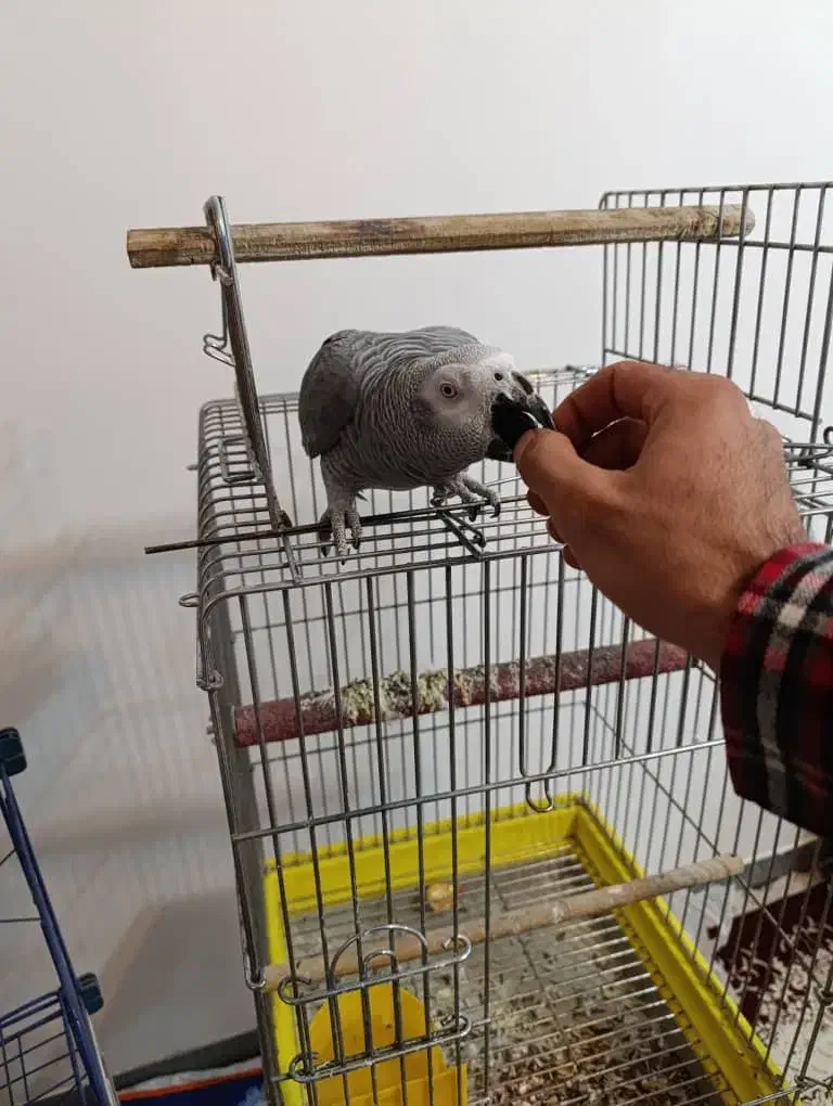 کاسکو سخنگو|پرنده|فولادشهر, زاینده رود|دیوار