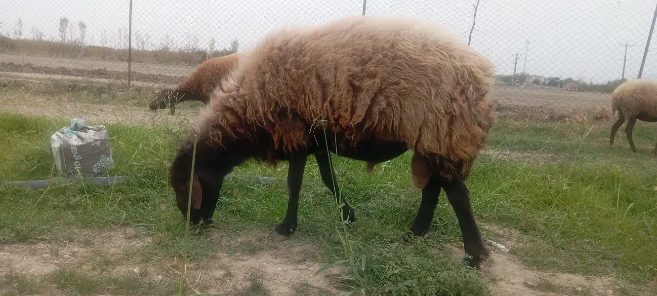 قوچ دوتا میش ابست|حیوانات مزرعه|آزادشهر, |دیوار