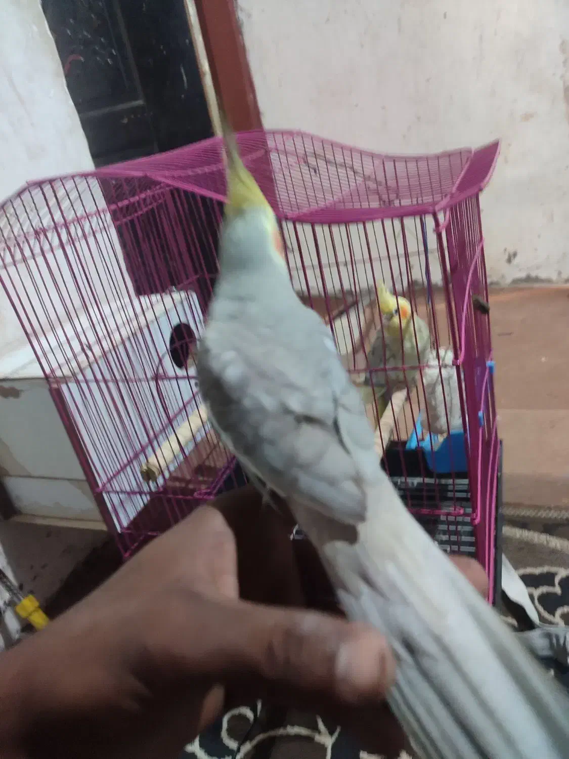 فروش هلندی|پرنده|میناب, |دیوار