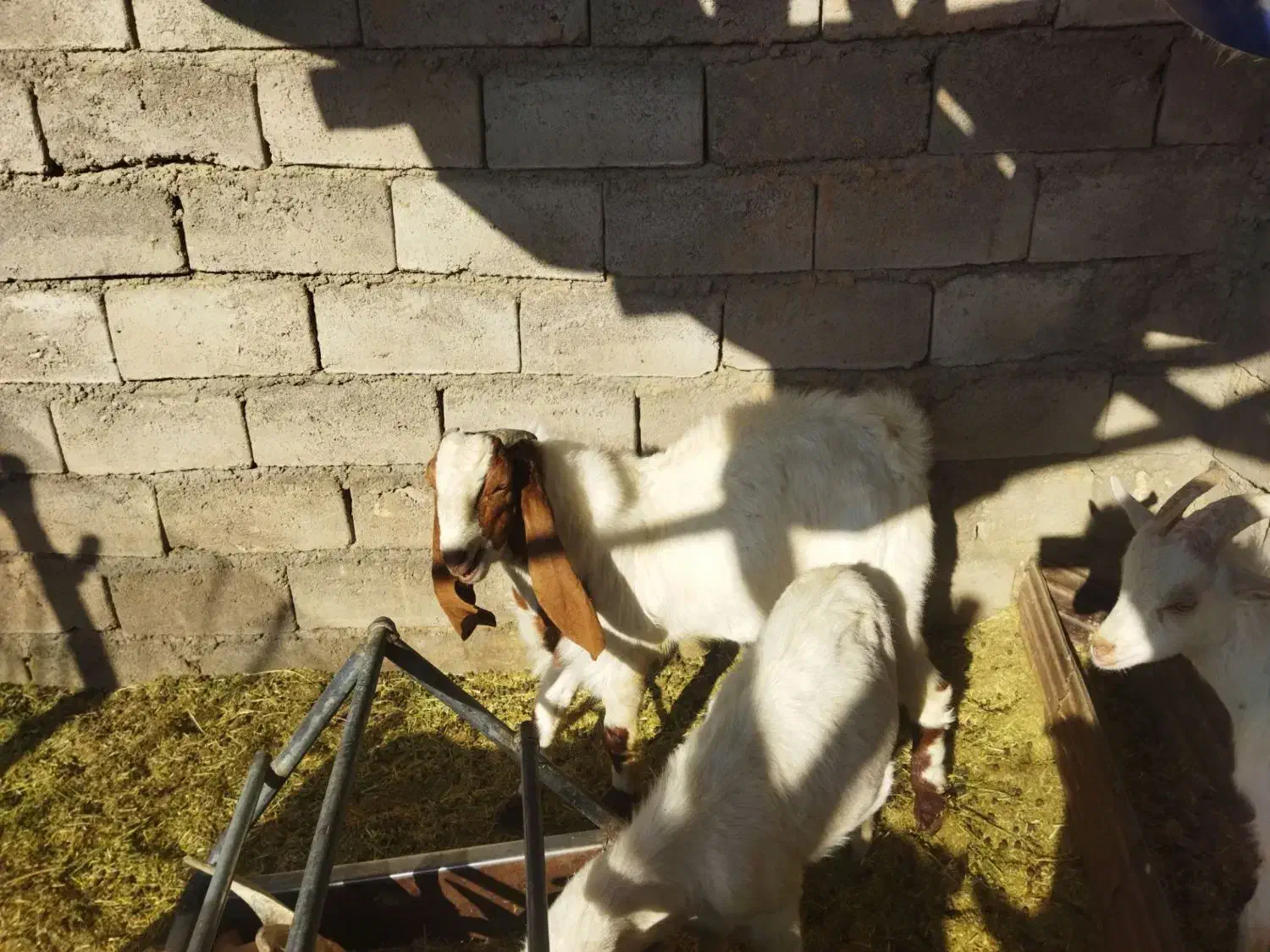 نری پاکستانی اصل|حیوانات مزرعه|کرمان, |دیوار