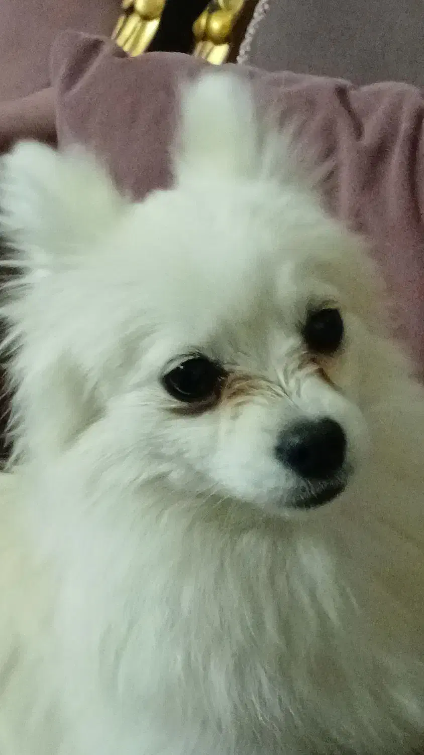 پامر|سگ|برخوار, |دیوار