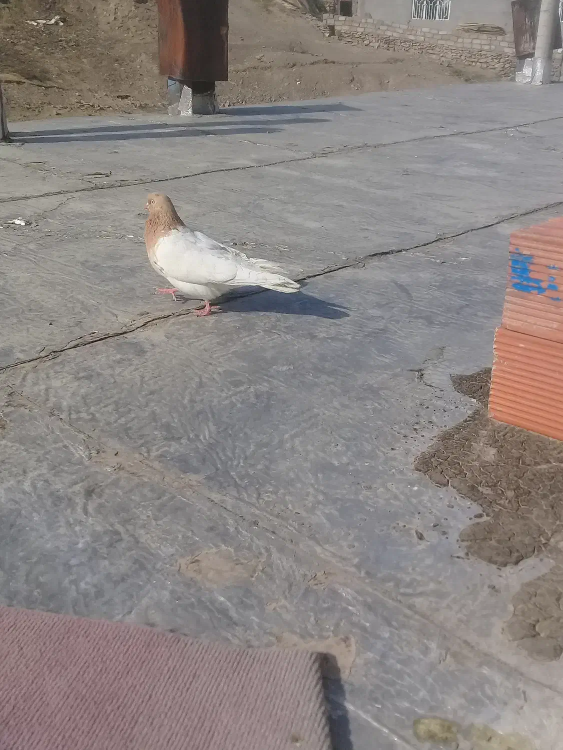 کبوتر ماده|پرنده|خاو و میرآباد, |دیوار