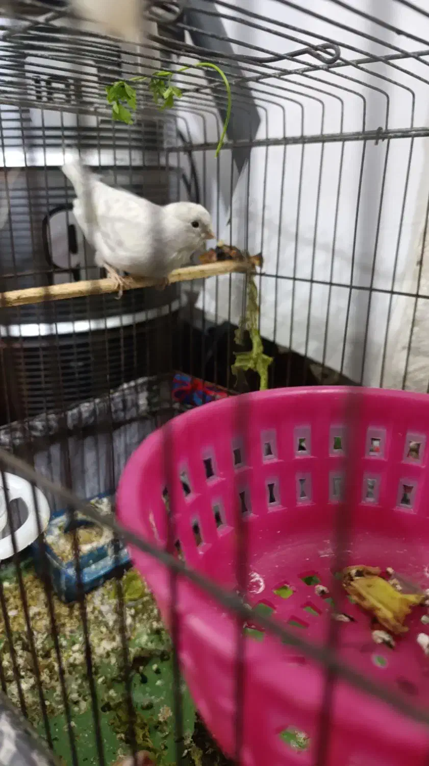 قناری|پرنده|بندر کنگان, |دیوار